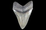 Serrated, Fossil Megalodon Tooth - Georgia #78644-2